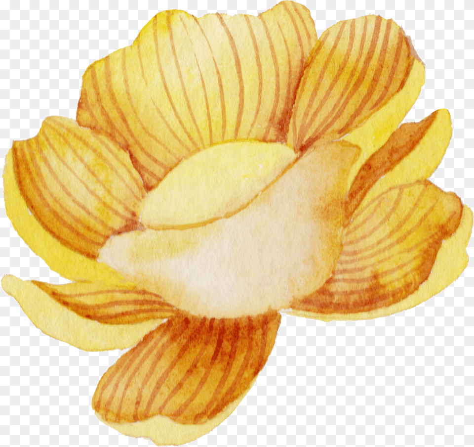 Hand Drawn A Watercolor Flower Lotus, Blade, Sliced, Knife, Cooking Free Transparent Png