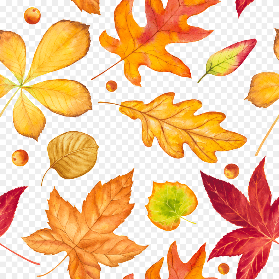 Hand Drawn Autumn Leaves Falling Leaves Vector Autumn, Leaf, Plant, Tree Png Image
