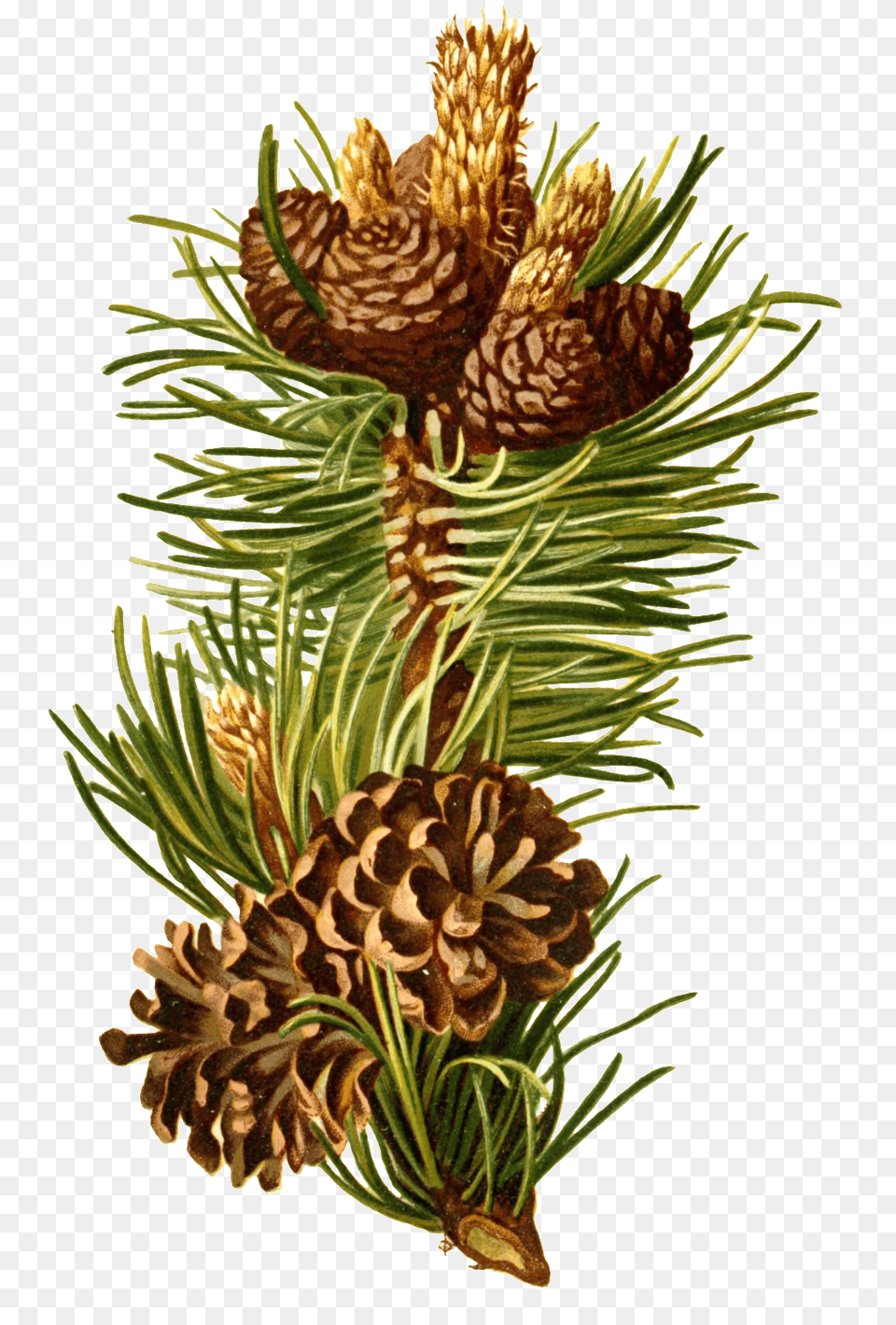 Hand Drawn Cartoon Long Pine Cone Transparent Decorative Free, Conifer, Plant, Tree, Fruit Png