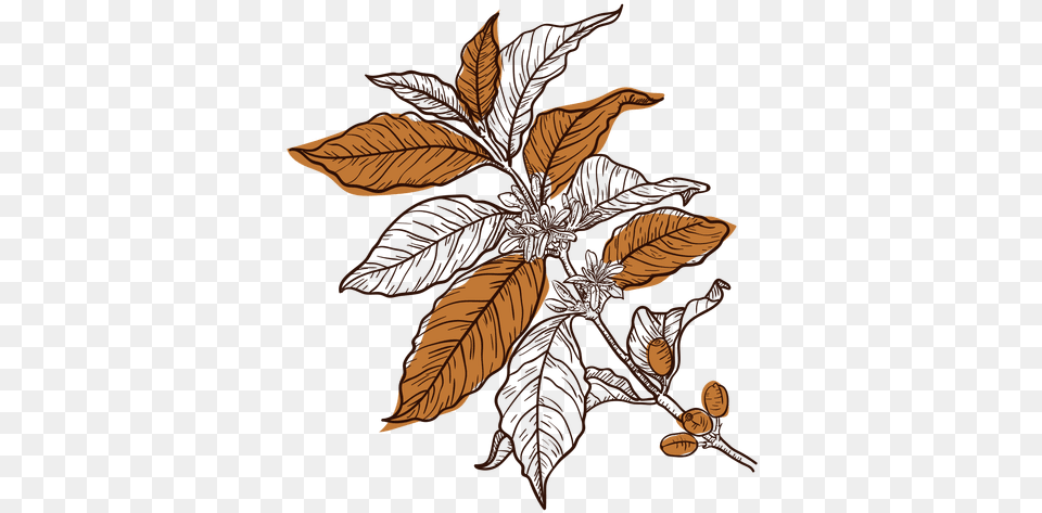 Hand Drawn Coffee Plant Transparent U0026 Svg Vector File Coffee Tree Vector, Leaf, Pattern, Art Png Image