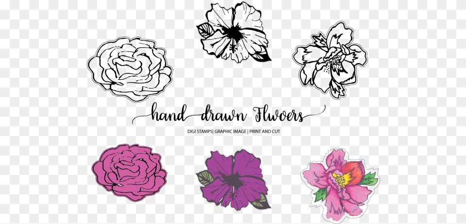 Hand Drawn Flowers Rose, Flower, Petal, Plant, Purple Png Image