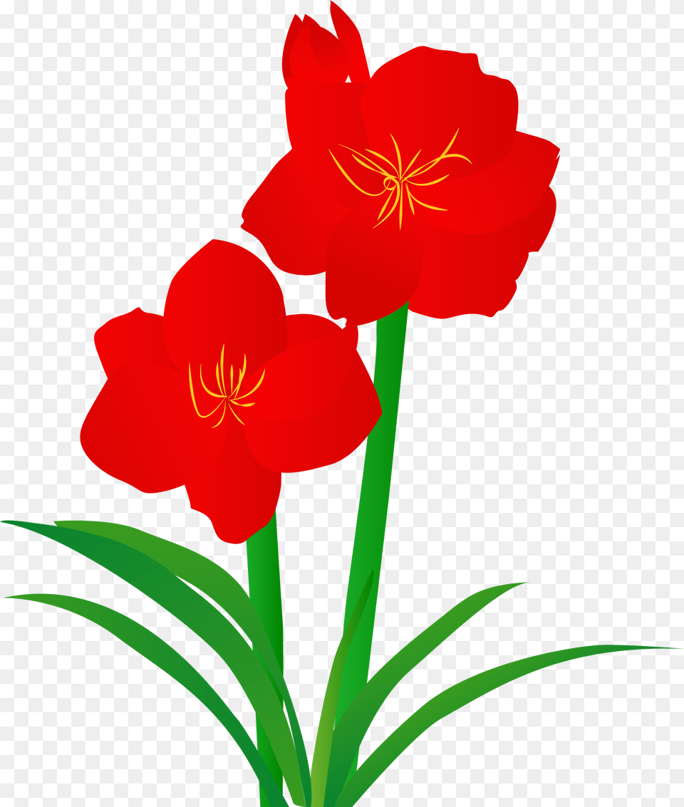 Hand Drawn Illustration Plant Illustrated And Vector Hippeastrum, Flower, Amaryllis, Rose Png Image