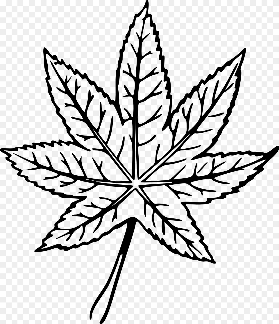 Hand Drawn Leaf Transparent Plant Drawing Transparent, Maple Leaf Free Png