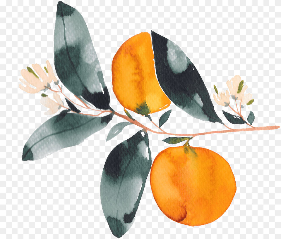 Hand Drawn Orange Watercolor Transparent With Flowers Watercolor Painting, Food, Fruit, Leaf, Plant Png Image