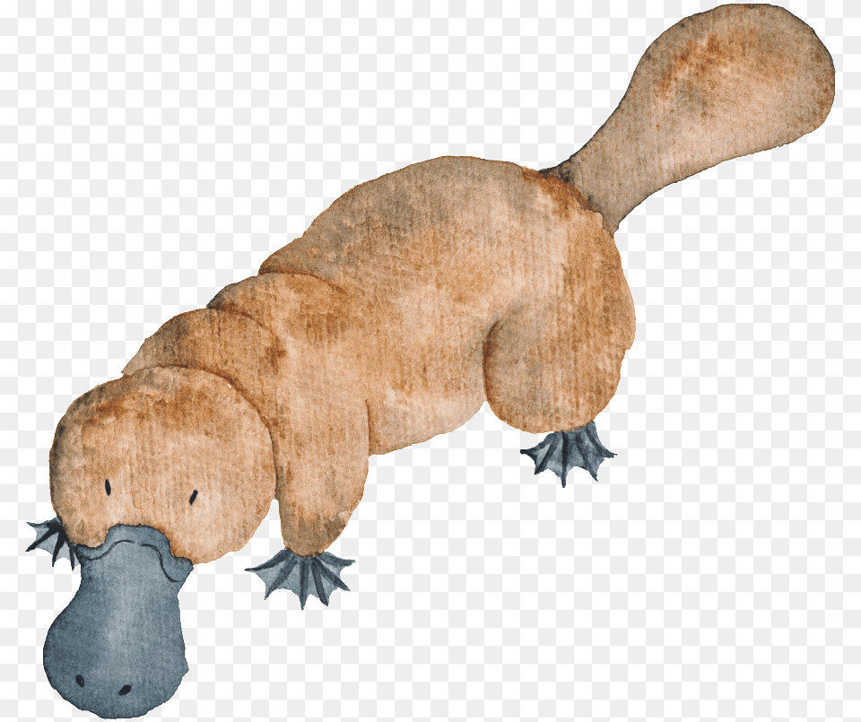 Hand Drawn Platypus Animal Watercolour Australian Animals, Mammal, Wildlife, Baby, Person Free Transparent Png