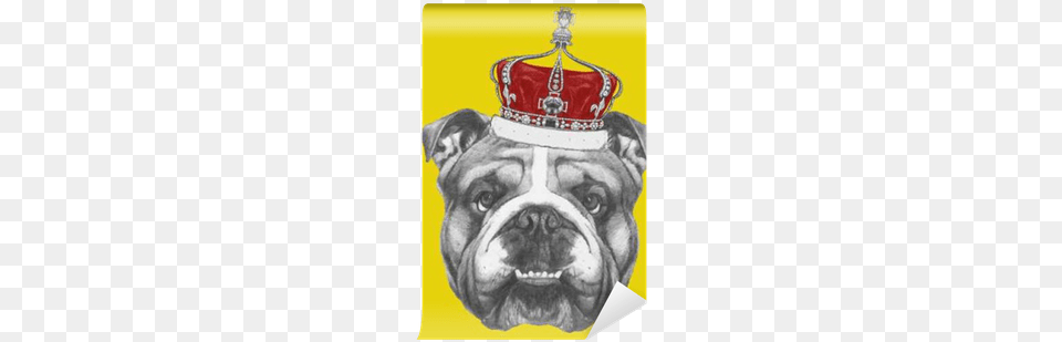 Hand Drawn Portrait Of English Bulldog With Crown Art Print Victoria Novak39s Original Drawing Of English, Accessories, Jewelry, Animal, Canine Png Image