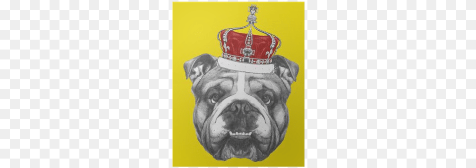 Hand Drawn Portrait Of English Bulldog With Crown Art Print Victoria Novak39s Original Drawing Of English, Accessories, Animal, Canine, Dog Free Transparent Png