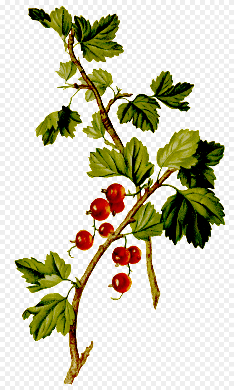 Hand Drawn Red Grape Plant Vector Growing On Tree, Food, Fruit, Leaf, Produce Free Transparent Png