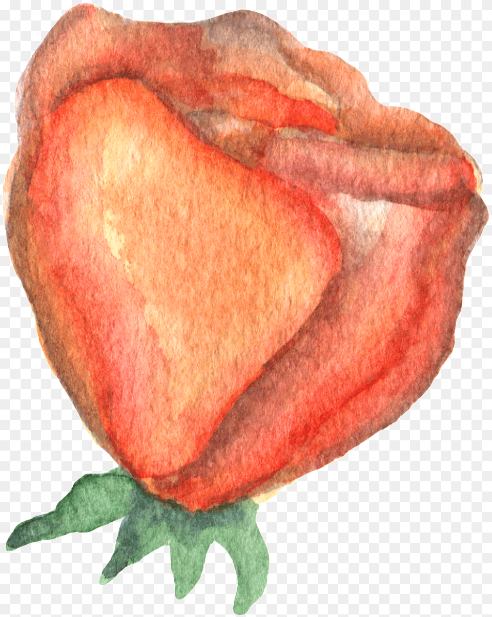 Hand Drawn Render Rose Watercolor Sketch, Flower, Petal, Plant, Bud Free Png