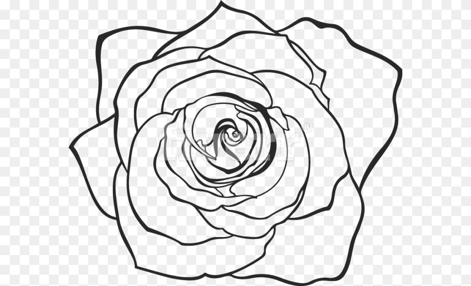 Hand Drawn Rose, Flower, Plant, Spiral, Ammunition Free Png