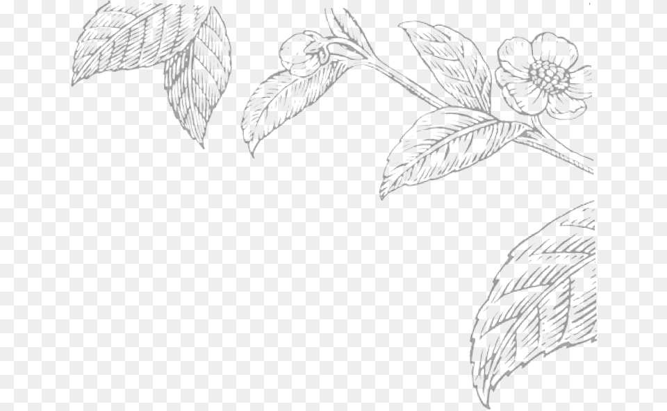 Hand Drawn Tea Leaf, Art, Plant, Drawing, Floral Design Free Png Download