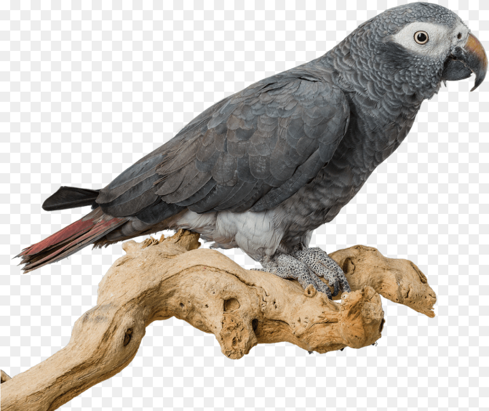 Hand Feeding For Baby Birds Home Goodbird Hand Feeding African Grey, Animal, Bird, Parrot, African Grey Parrot Free Transparent Png