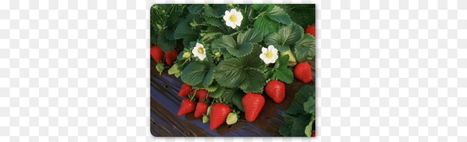 Hand Felted Wool Jewelry Felted Woman Art Scarf Strawberry, Berry, Food, Fruit, Plant Png Image