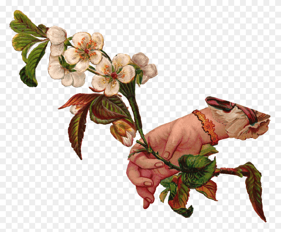 Hand Giving Flowers, Flower, Plant, Leaf, Art Free Png