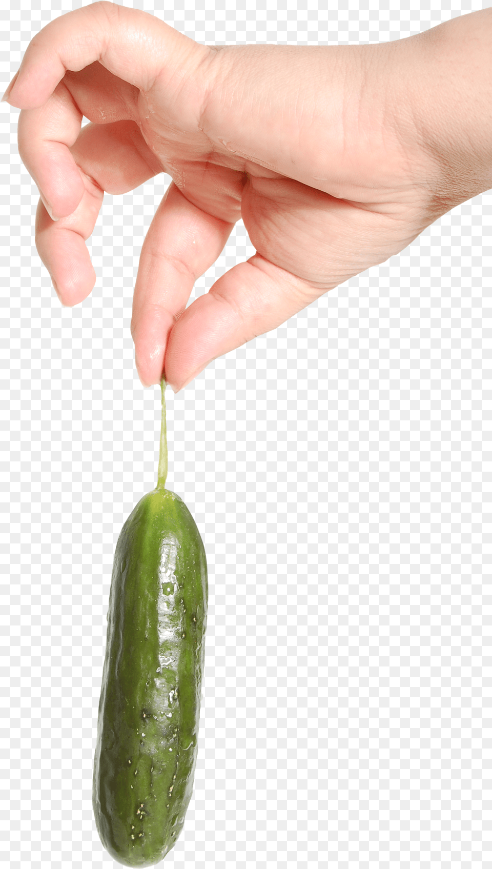 Hand Holding Food, Cucumber, Plant, Produce, Vegetable Free Png