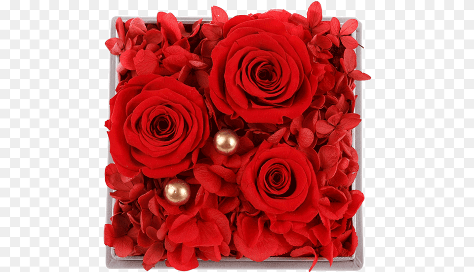 Hand In Gift Real Flower Eternal Red Rose Floribunda, Plant, Flower Arrangement, Flower Bouquet Free Transparent Png