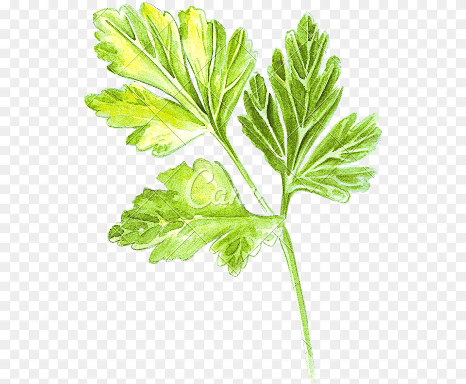 Hand Of A Watercolor Parsley Watercolor, Herbal, Herbs, Leaf, Plant Free Png Download