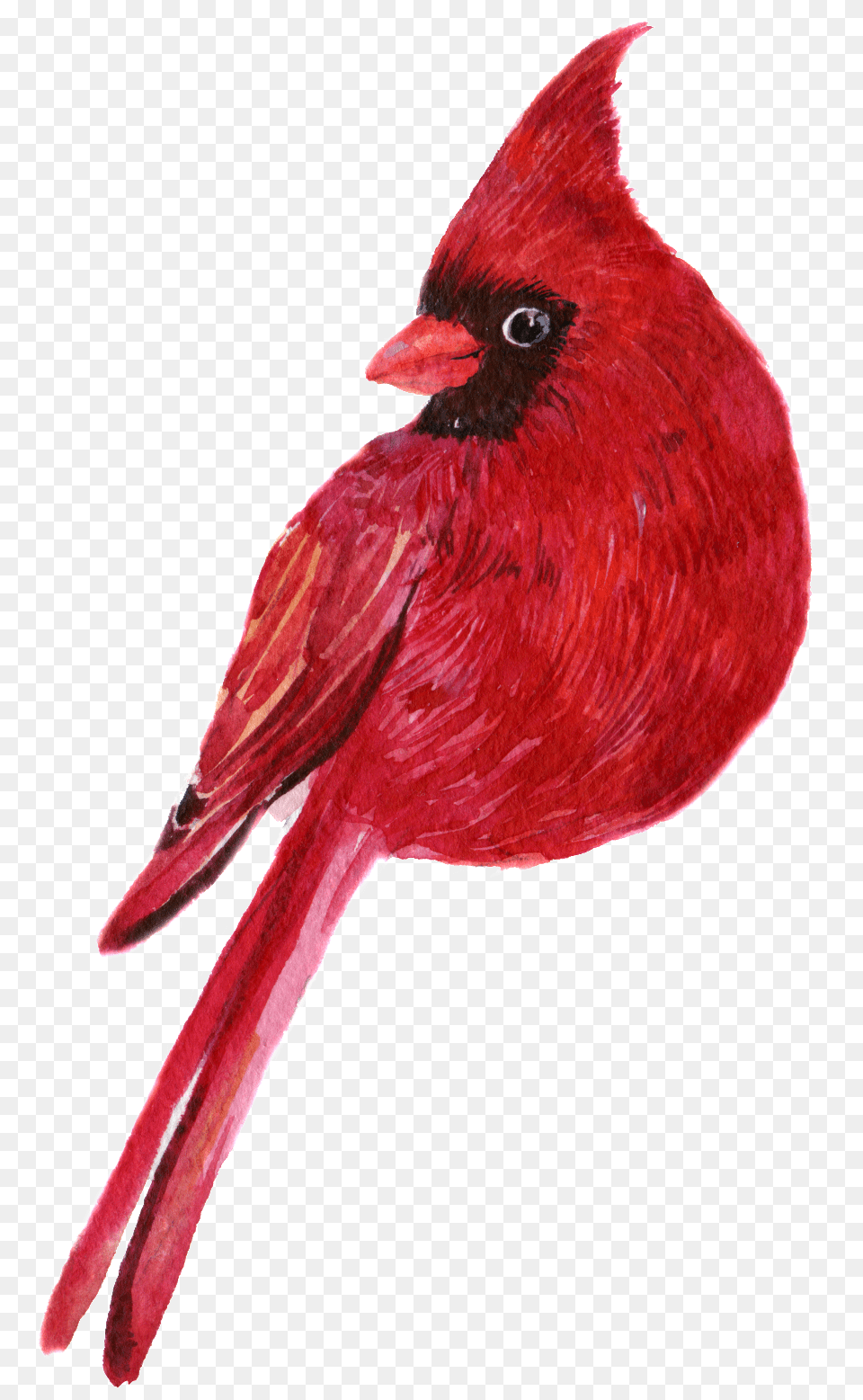 Hand Painted A Clever Parrot Transparent Drawing, Animal, Bird, Cardinal Free Png Download