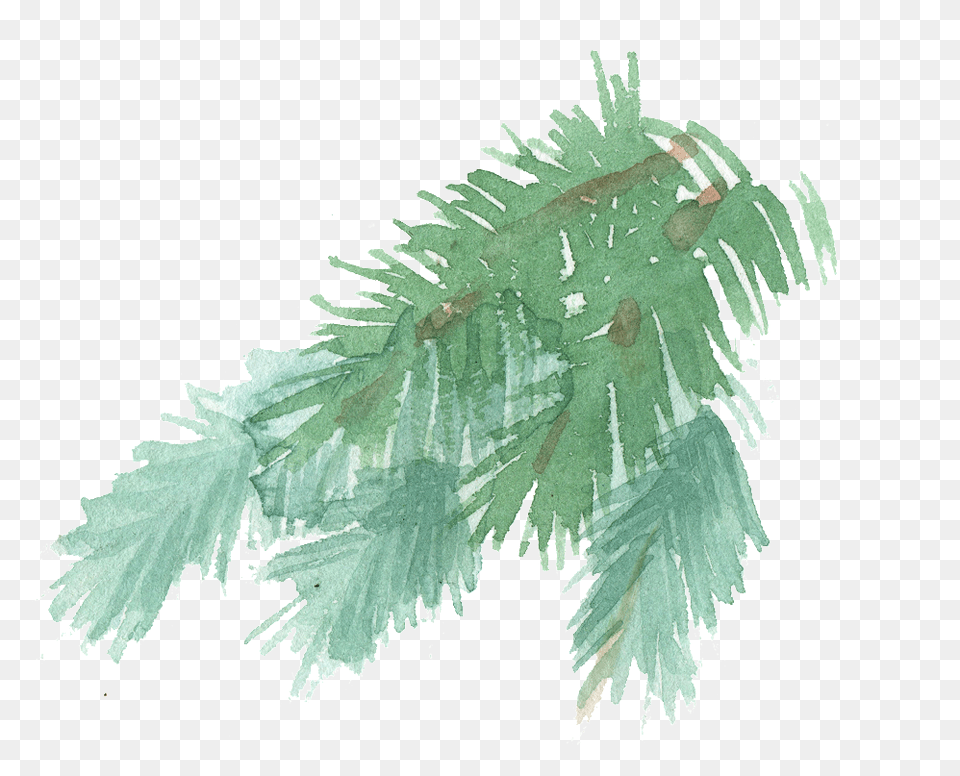 Hand Painted A Few Pine Tree Branches Pine Tree Stem Watercolor, Ice, Plant, Weather, Outdoors Png