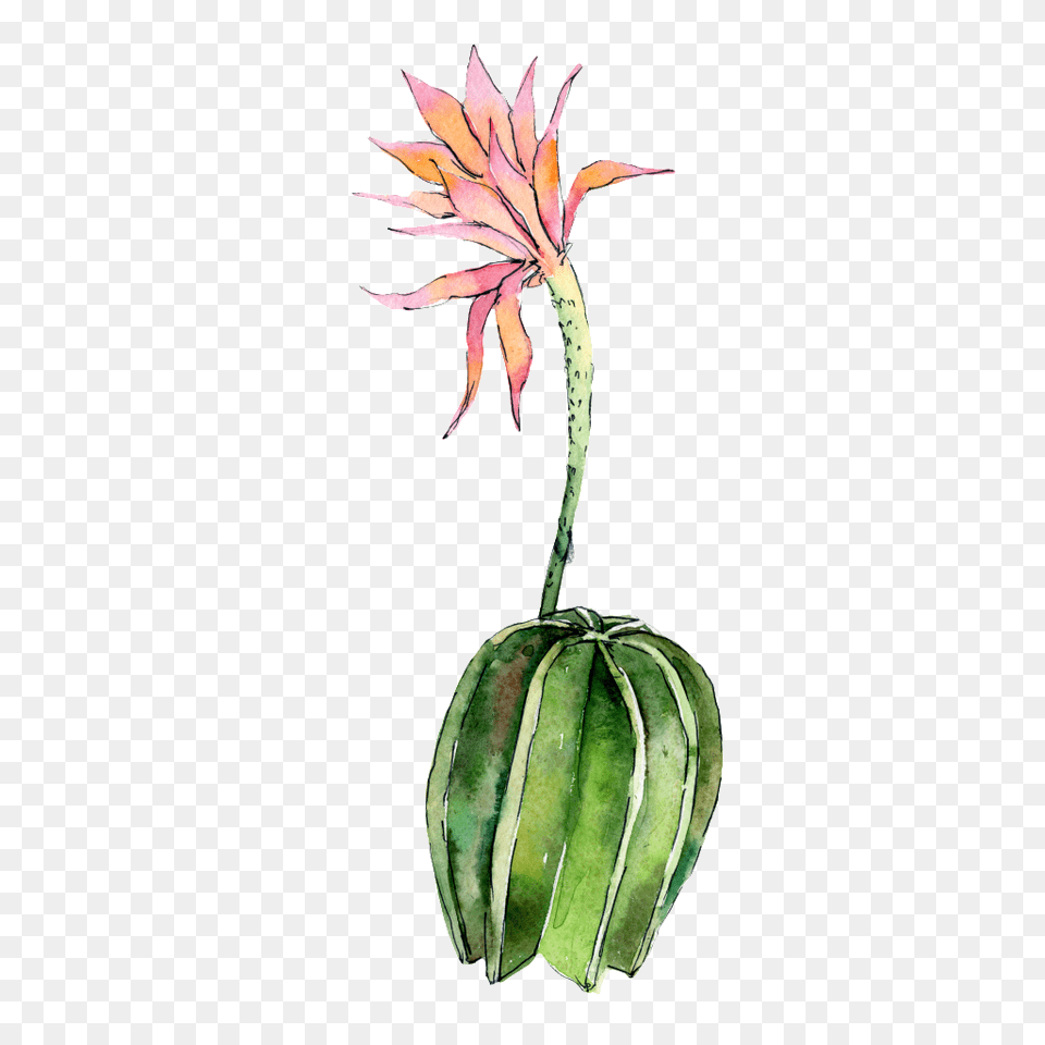 Hand Painted A Flowering Cactus Transparent, Plant, Food, Fruit, Produce Free Png