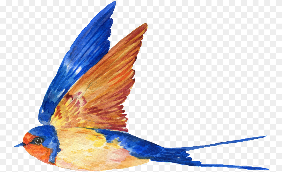 Hand Painted A Flying Bird Painted Bird Flying, Animal, Jay, Swallow, Bluebird Free Png Download