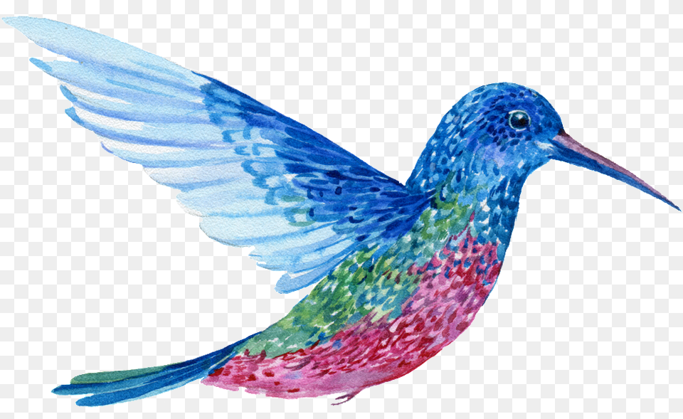 Hand Painted A Flying Colorful Bird Transparent Bird, Animal, Hummingbird Png