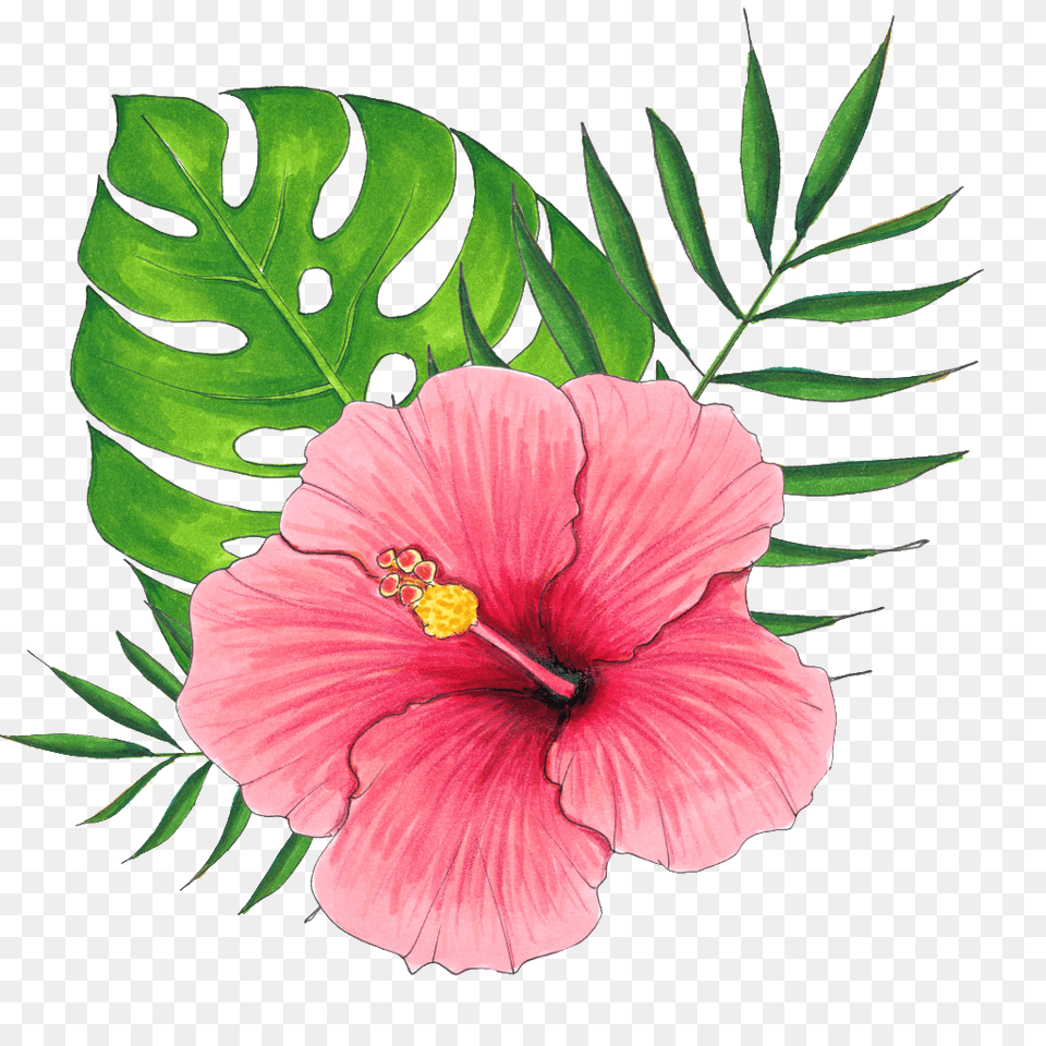 Hand Painted A Hibiscus Flower Transparent Free Download, Plant Png