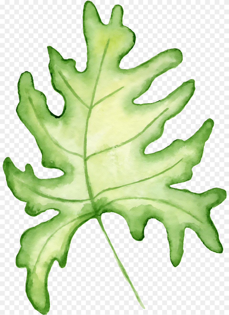 Hand Painted A Large Leaf Transparent Black Oak, Plant, Tree Png