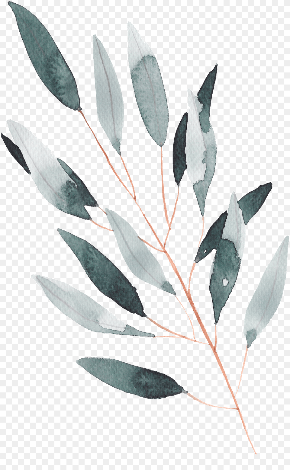 Hand Painted A Leaf Watercolor Transparent Watercolor Leaves Transparent Bg, Tree, Plant, Herbs, Herbal Png Image