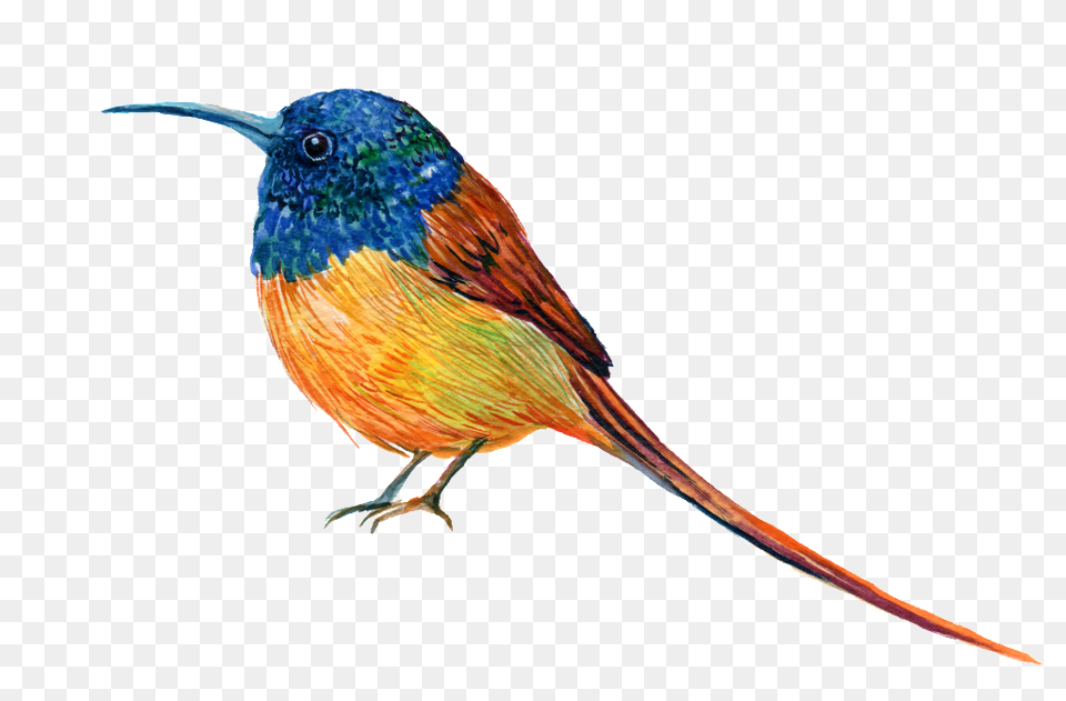 Hand Painted A Robin Transparent, Animal, Bird, Jay, Beak Png