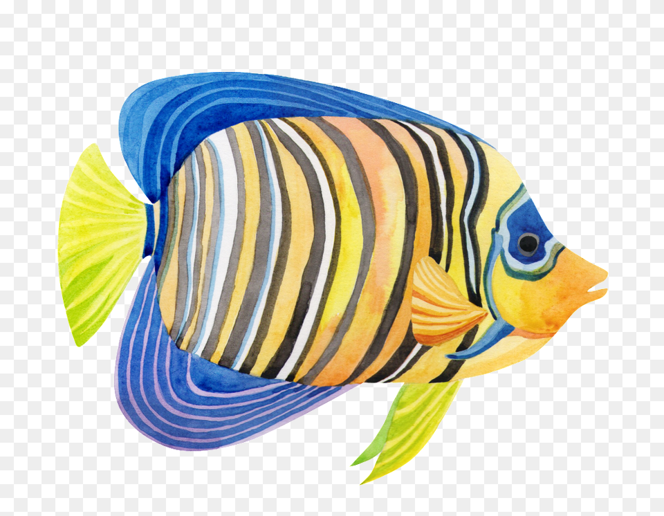Hand Painted A Striped Fish Transparent Free Download, Angelfish, Animal, Sea Life, Mammal Png Image