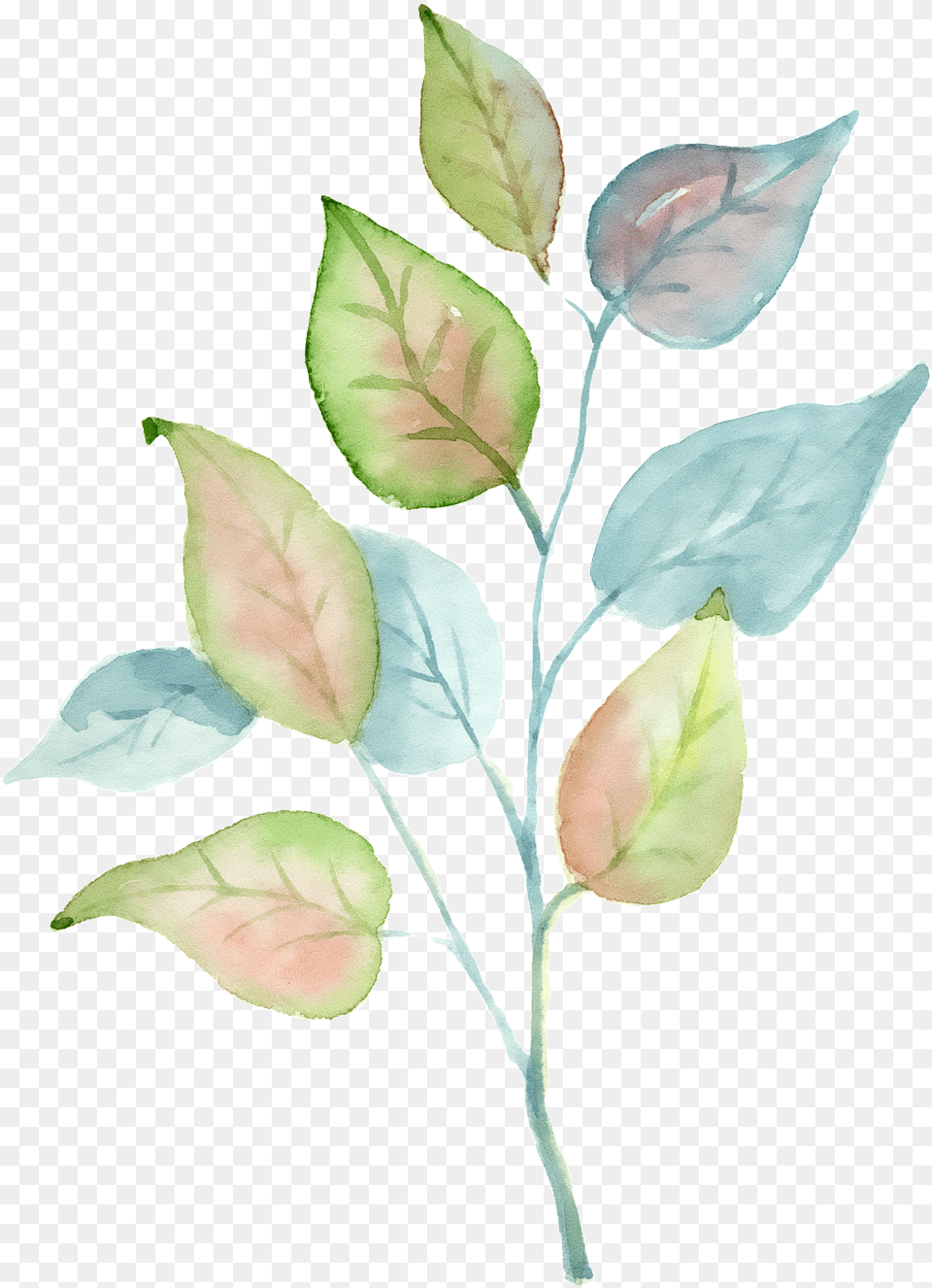 Hand Painted A Tricolor Leaf Plant, Flower, Petal, Annonaceae Free Transparent Png