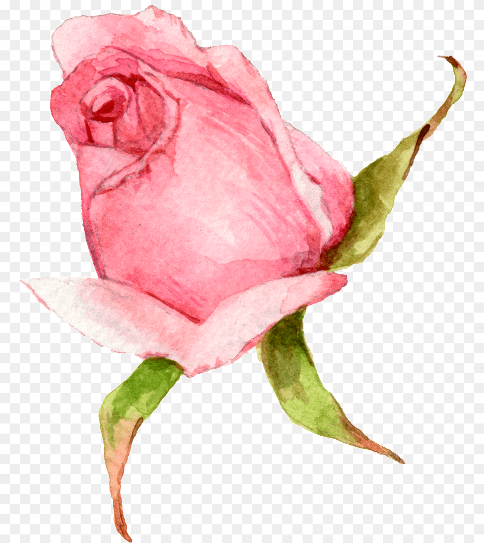 Hand Painted A Watercolor Rose Download, Flower, Plant Png Image