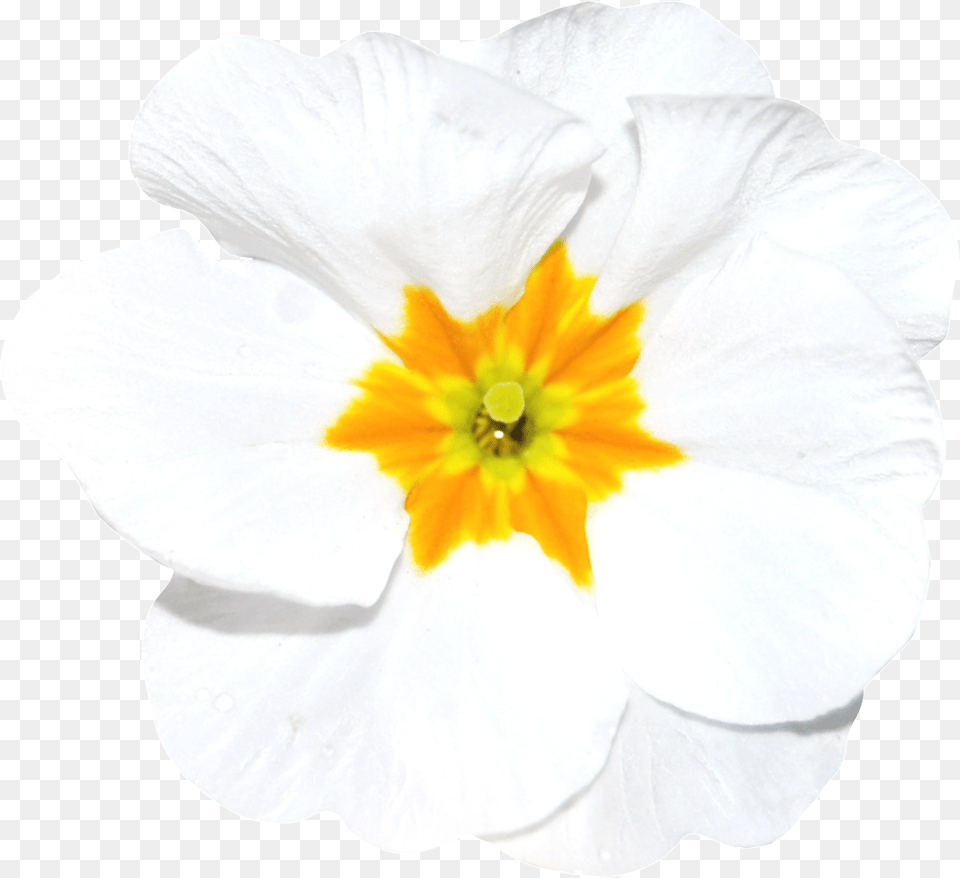 Hand Painted A White Flower Download, Anemone, Geranium, Petal, Plant Free Transparent Png
