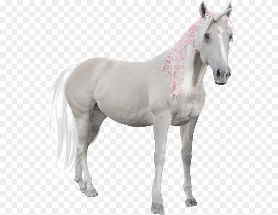 Hand Painted A White Horse Transparent Portable Network Graphics, Animal, Mammal, Stallion, Andalusian Horse Png Image
