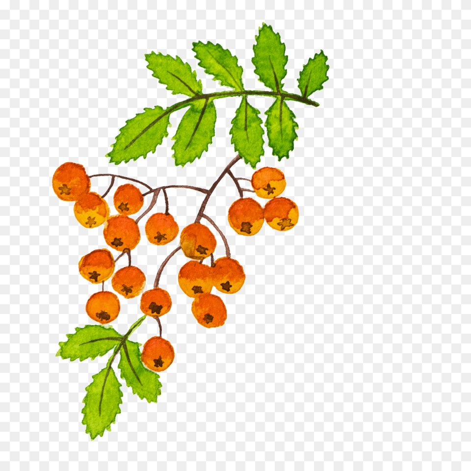 Hand Painted Beautiful Painted Hd Fruit Free Download, Food, Leaf, Plant, Produce Png Image