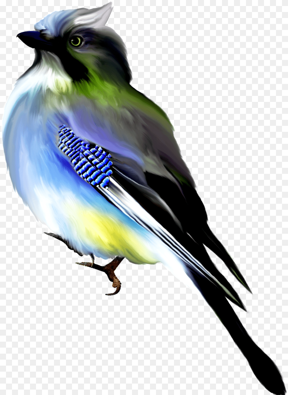 Hand Painted Black Blue Watercolor Bird Transparent Ptici Na Belom Fone, Animal, Jay, Blue Jay, Bluebird Free Png Download