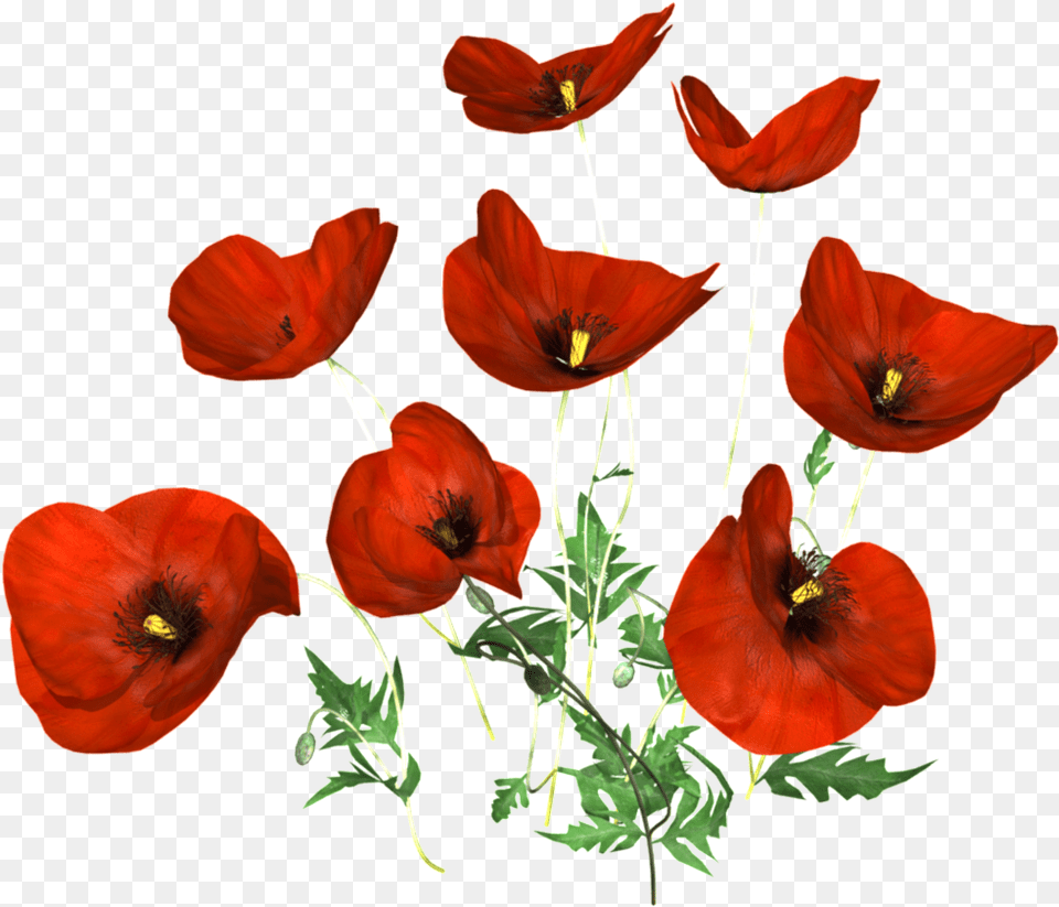 Hand Painted Black Poppy Flower Poppy, Plant, Petal, Rose Free Transparent Png