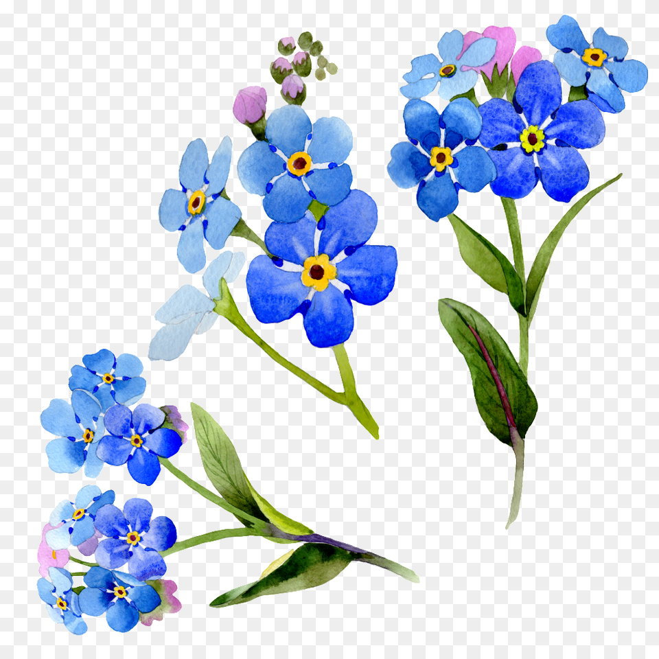 Hand Painted Blue Flower Floral Transparent, Anemone, Geranium, Plant, Petal Png Image
