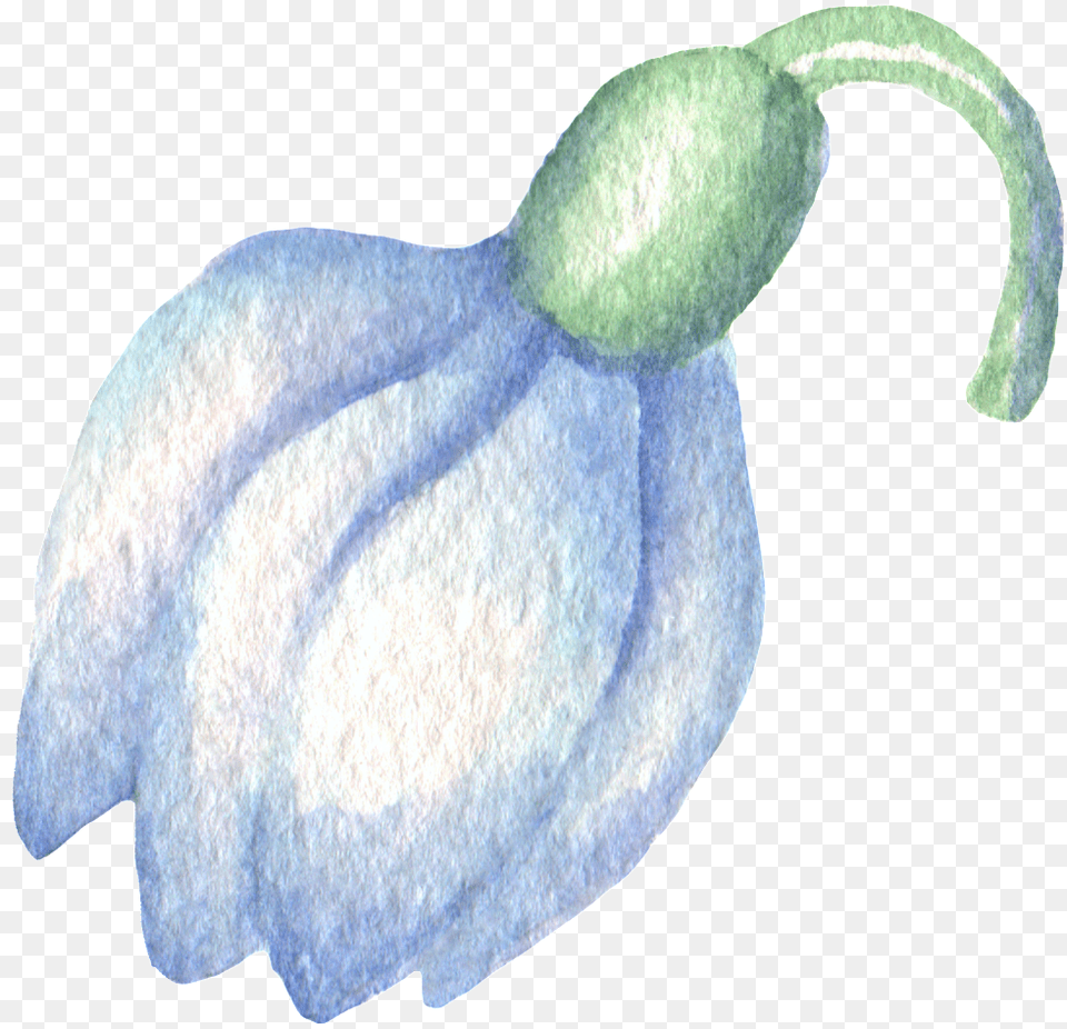 Hand Painted Blue Flower Watercolor Transparent Material Snowdrop, Petal, Plant, Flax, Animal Free Png Download