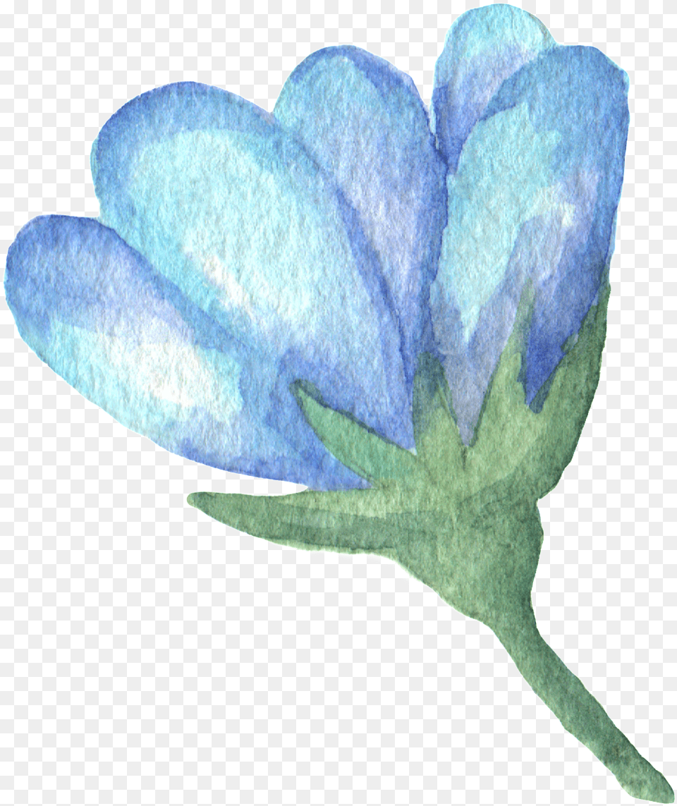 Hand Painted Blue Flower Watercolor Transparent Red Clover, Petal, Plant, Anemone, Rose Free Png