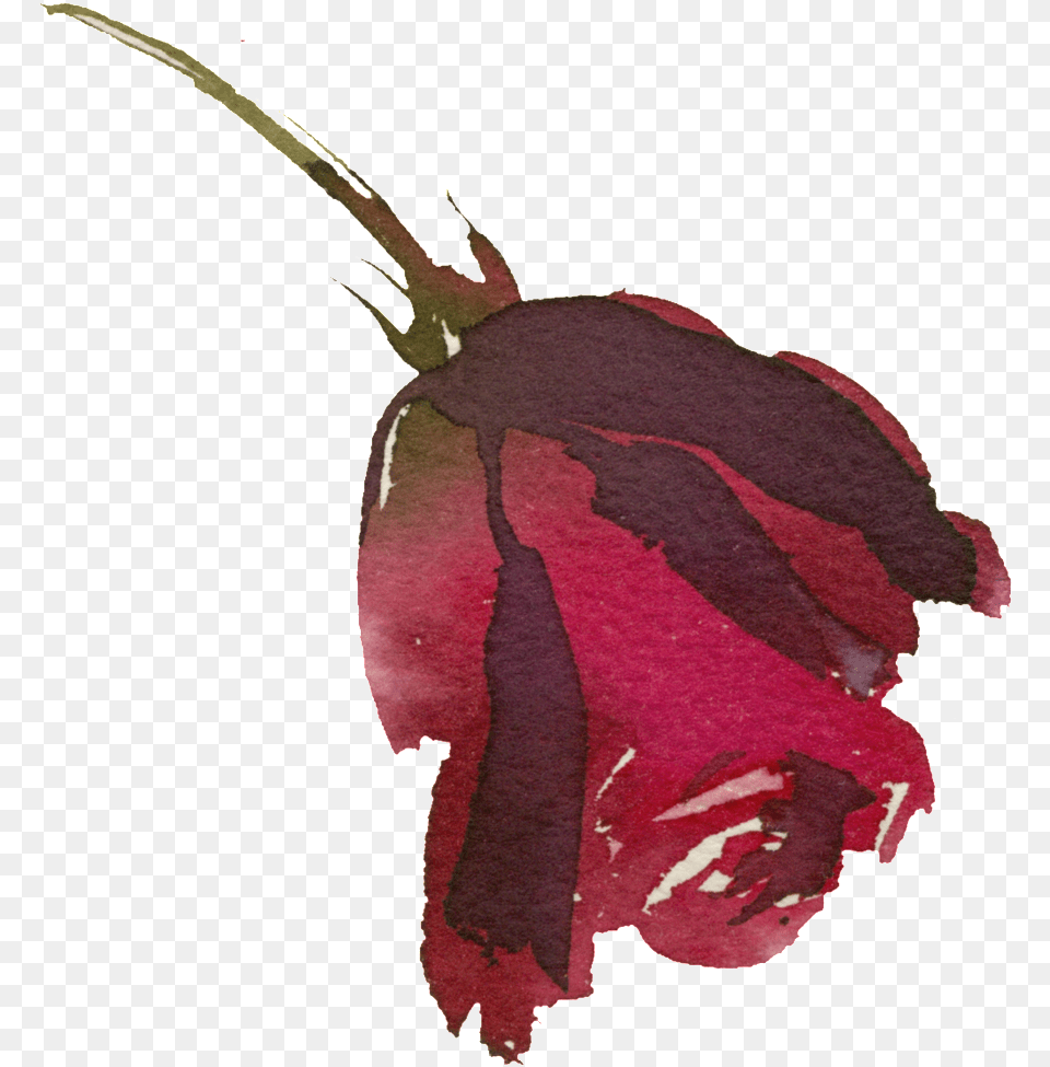 Hand Painted Bright Red Rose Transparent, Flower, Leaf, Maroon, Petal Png Image