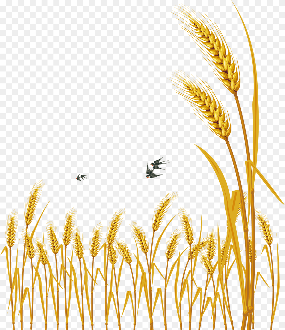 Hand Painted Cartoon Delicate Wheat Decorative Weat Vector, Food, Grain, Produce, Plant Png Image