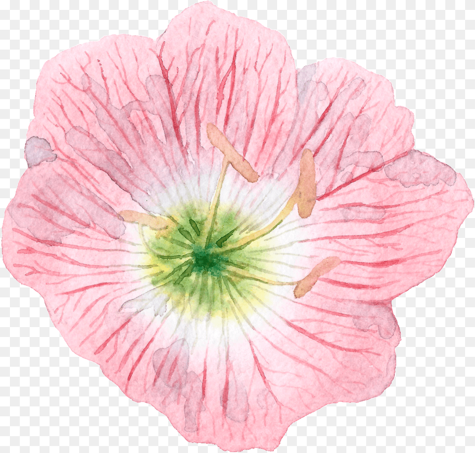 Hand Painted Cartoon Hibiscus, Anther, Flower, Geranium, Petal Png