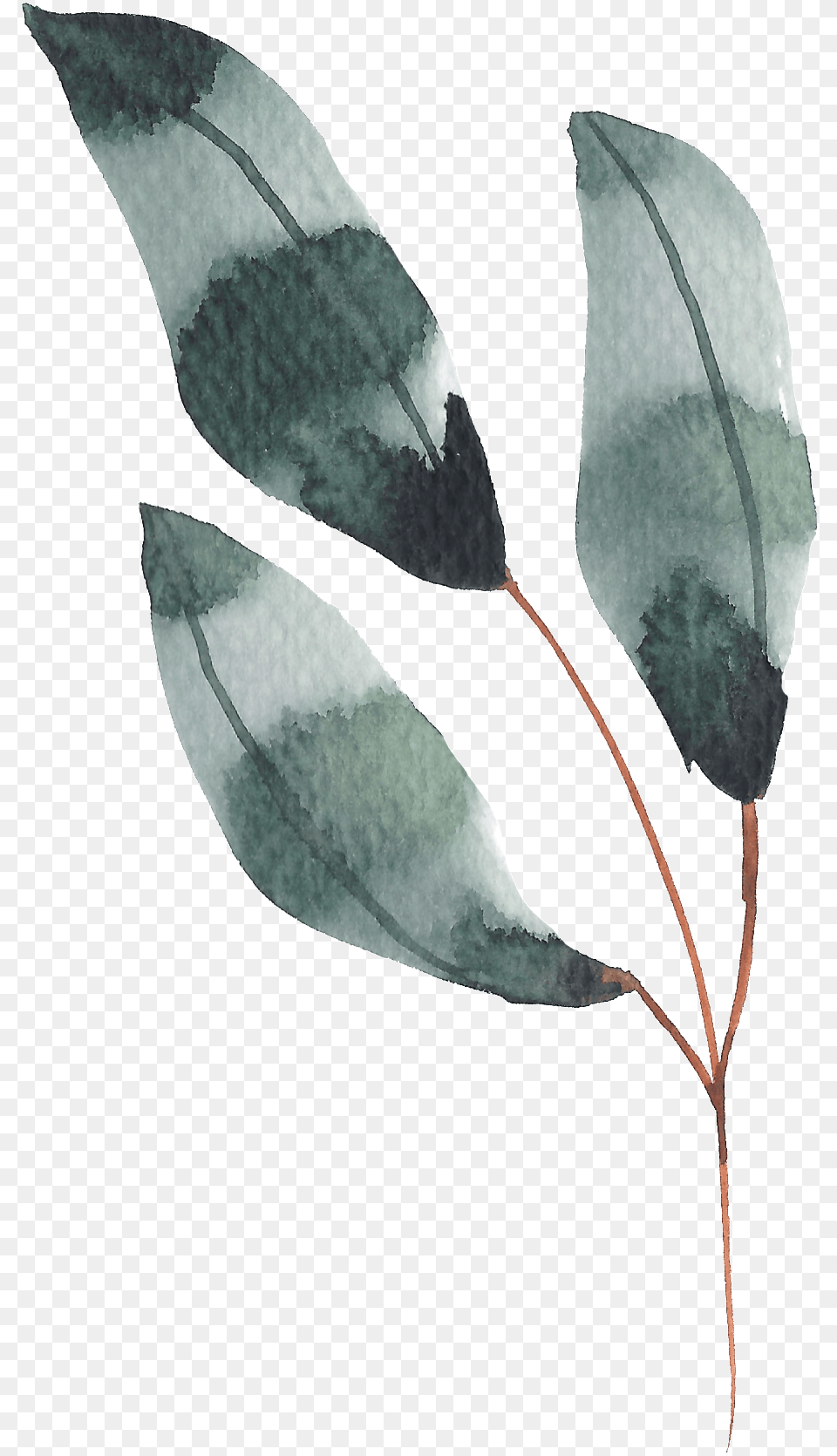 Hand Painted Dark Green Leaves Watercolor Watercolor Painting, Leaf, Plant, Tree, Animal Free Transparent Png