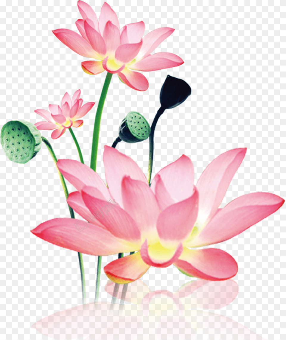 Hand Painted Decorative Download Lotus, Flower, Petal, Plant, Lily Png Image