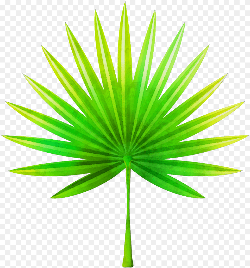 Hand Painted Fan Shaped Leaves Background Palm Frond Clip Art, Leaf, Plant, Tree, Palm Tree Free Transparent Png