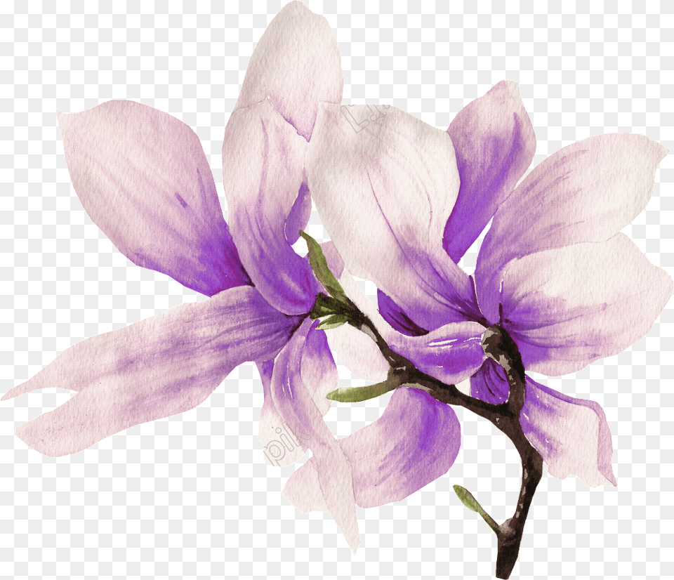 Hand Painted Flower, Petal, Plant, Anemone, Purple Png