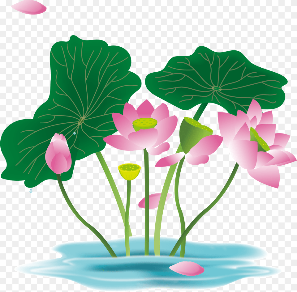 Hand Painted Flower Plant Water Lily And Vector, Petal, Leaf, Pond Lily, Art Png