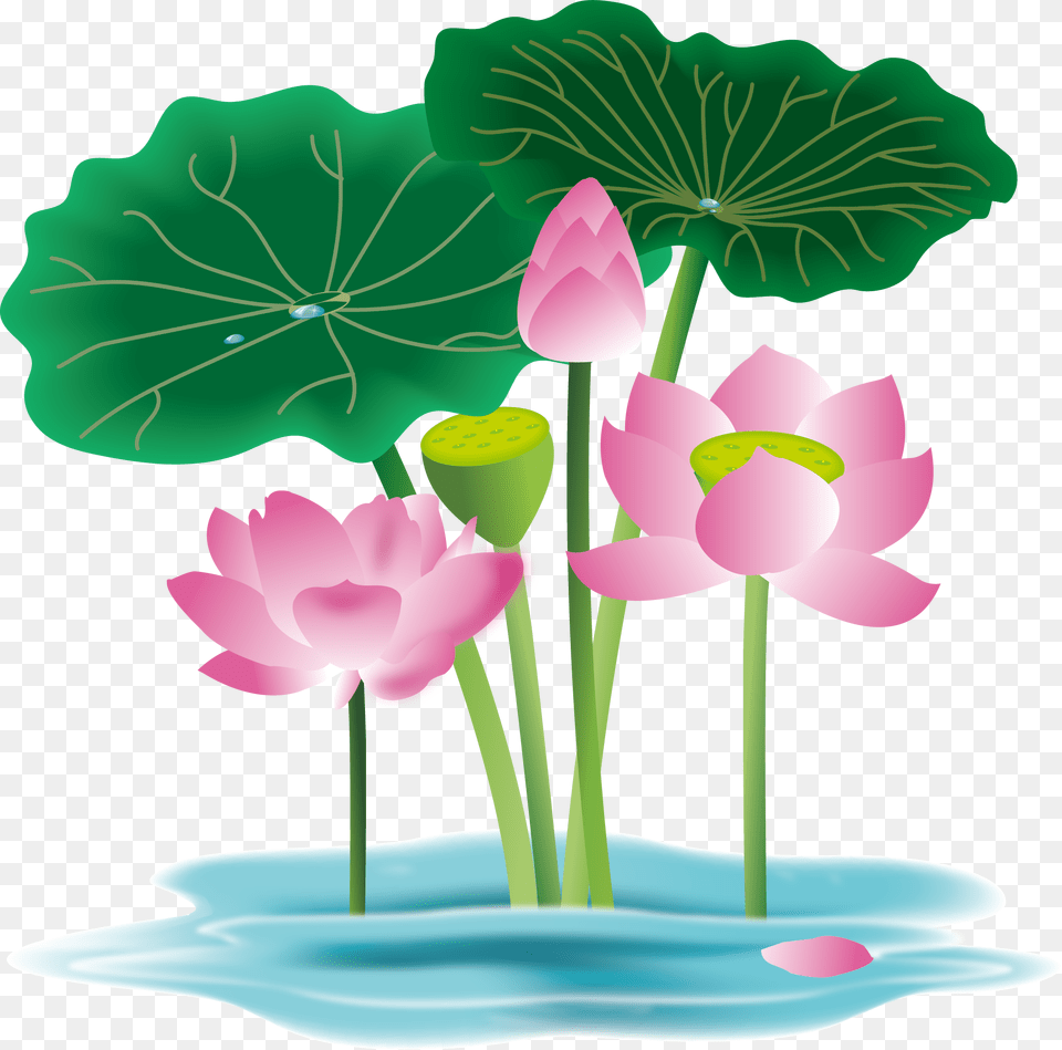 Hand Painted Flower Plant Water Lily And Vector, Petal, Pond Lily, Green Free Transparent Png